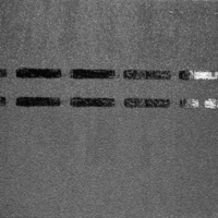 Черника · ZRSY-1226